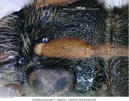 Attēlu rezultāti vaicājumam “Cortodera femorata”