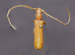 Attēlu rezultāti vaicājumam “Scaphisoma sp.”