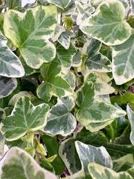 Attēlu rezultāti vaicājumam “Hedera helix  leaf”