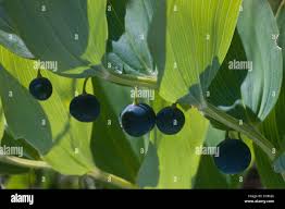 Attēlu rezultāti vaicājumam “Polygonatum odoratum fruit”