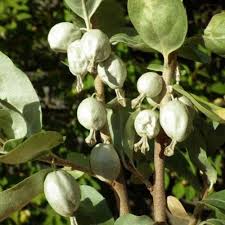 Attēlu rezultāti vaicājumam “Elaeagnus commutata”