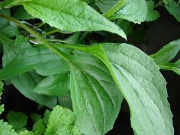 Attēlu rezultāti vaicājumam “Echinacea purpurea leaf”