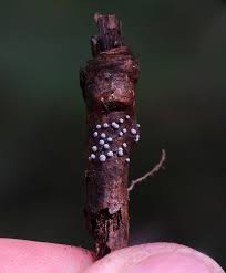 Attēlu rezultāti vaicājumam “Didymium verrucisporum macro”