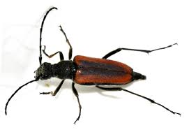 Attēlu rezultāti vaicājumam “Anastrangalia sanguinolenta female”