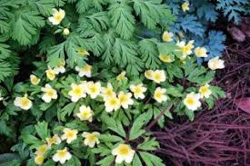 Attēlu rezultāti vaicājumam “Ranunculaceae”