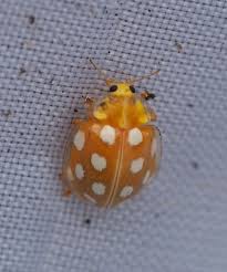 Attēlu rezultāti vaicājumam “Halyzia sedecimguttata”