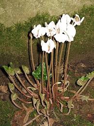 Attēlu rezultāti vaicājumam “Cyclamen hederifolium”