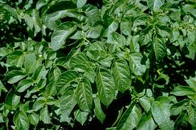 Attēlu rezultāti vaicājumam “Solanum tuberosum leaf”