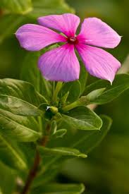 Attēlu rezultāti vaicājumam “Apocynaceae”