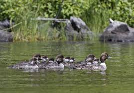 Attēlu rezultāti vaicājumam “Bucephala clangula juvenile”