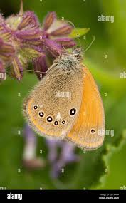 Attēlu rezultāti vaicājumam “Coenonympha glycerion underside”