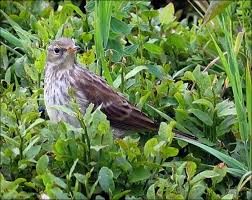 Image result for Anthus spinoletta