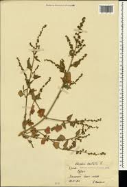 Attēlu rezultāti vaicājumam “Atriplex calotheca”