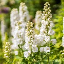 Attēlu rezultāti vaicājumam “Consolida regalis flower”