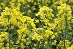 Oklahoma Farm Report - Canola TV- Canola Crop for 2011 Update with ...
