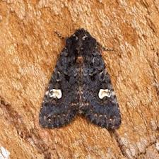 Attēlu rezultāti vaicājumam “Melanchra persicariae imago”