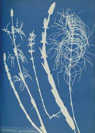 Attēlu rezultāti vaicājumam “Equisetum sylvaticum”