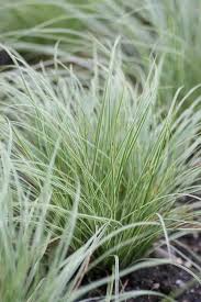 Attēlu rezultāti vaicājumam “Carex montana”