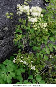Attēlu rezultāti vaicājumam “Thalictrum aquilegifolium bud”