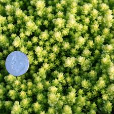 Image result for Sedum acre