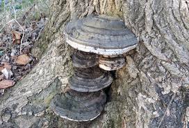 Attēlu rezultāti vaicājumam “Fomes fomentarius”