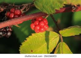 Attēlu rezultāti vaicājumam “Rubus nessensis fruit”