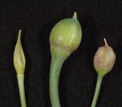Attēlu rezultāti vaicājumam “Allium sativum bud”
