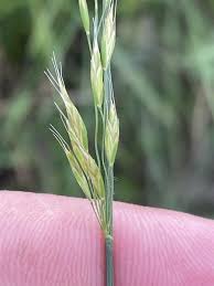 Attēlu rezultāti vaicājumam “Trisetum flavescens flower”