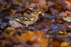 Attēlu rezultāti vaicājumam “Fringilla coelebs male”