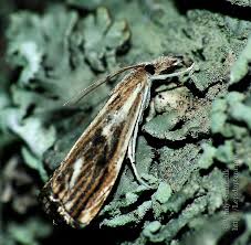 Attēlu rezultāti vaicājumam “Catoptria verellus”