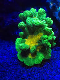 Attēlu rezultāti vaicājumam “Petractis sp.”