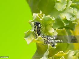 Attēlu rezultāti vaicājumam “Pieris brassicae larva”