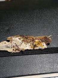 Attēlu rezultāti vaicājumam “Seligeria donniana”