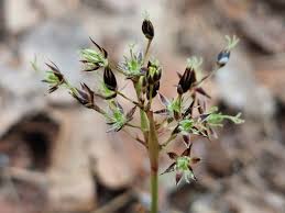 Attēlu rezultāti vaicājumam “Luzula pilosa bud”