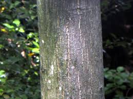 Attēlu rezultāti vaicājumam “Juglans mandshurica female flower”