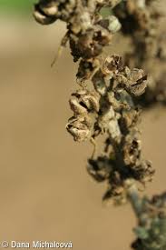 Attēlu rezultāti vaicājumam “Verbascum densiflorum bud”