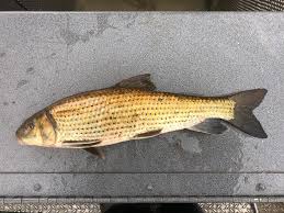 Image result for Minytrema melanops