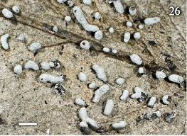 Attēlu rezultāti vaicājumam “Physarum cinereum”