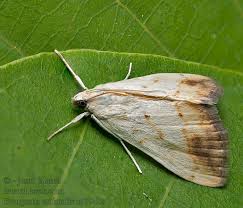 Attēlu rezultāti vaicājumam “Evergestis extimalis”