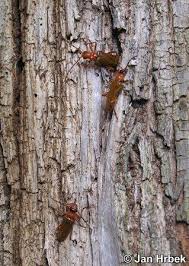 Attēlu rezultāti vaicājumam “Rhamnusium bicolor”