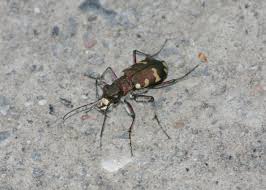 Attēlu rezultāti vaicājumam “Cicindela hybrida”