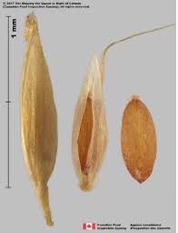 Attēlu rezultāti vaicājumam “Agrostis canina”