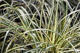 Attēlu rezultāti vaicājumam “Carex loliacea leaf”