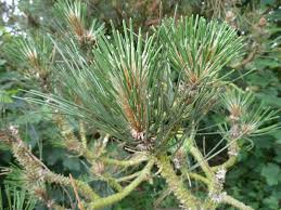 Attēlu rezultāti vaicājumam “Pinus sylvestris var. borussica”