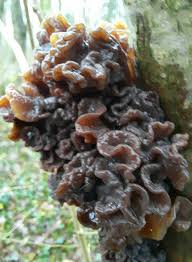 Attēlu rezultāti vaicājumam “Tremella foliacea”