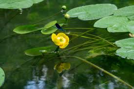 Attēlu rezultāti vaicājumam “Nuphar lutea fruit”