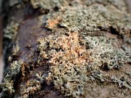 Attēlu rezultāti vaicājumam “Erythricium aurantiacum”