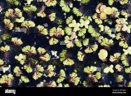 Attēlu rezultāti vaicājumam “Ricciocarpos natans”