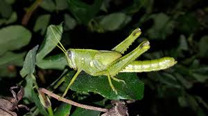 Attēlu rezultāti vaicājumam “Tomentypnum nitens”