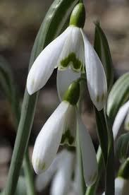 Attēlu rezultāti vaicājumam “Galanthus nivalis leaf”